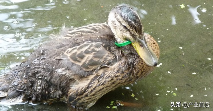 <html>
<head><title>502BadGateway</title></head>
<body>
<center><h1>502BadGateway</h1></center>
<hr><center>nginx</center>
</body>
</html>
<!--apaddingtodisableMSIEandChromefriendlyerrorpage-->
<!--apaddingtodisableMSIEandChromefriendlyerrorpage-->
<!--apaddingtodisableMSIEandChromefriendlyerrorpage-->
<!--apaddingtodisableMSIEandChromefriendlyerrorpage-->
<!--apaddingtodisableMSIEandChromefriendlyerrorpage-->
<!--apaddingtodisableMSIEandChromefriendlyerrorpage-->
