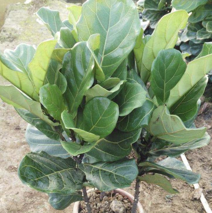 屋内甲醛绿植怎么处理干净,去甲醛不能只靠通风和绿植