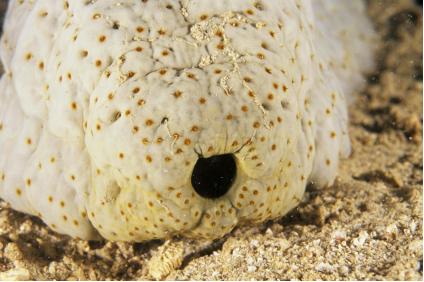 给大家科普一下海参,海参科普抖音