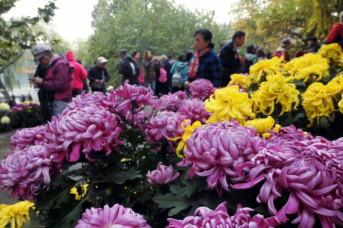 重阳节赏菊花的介绍,赏菊打卡好去处