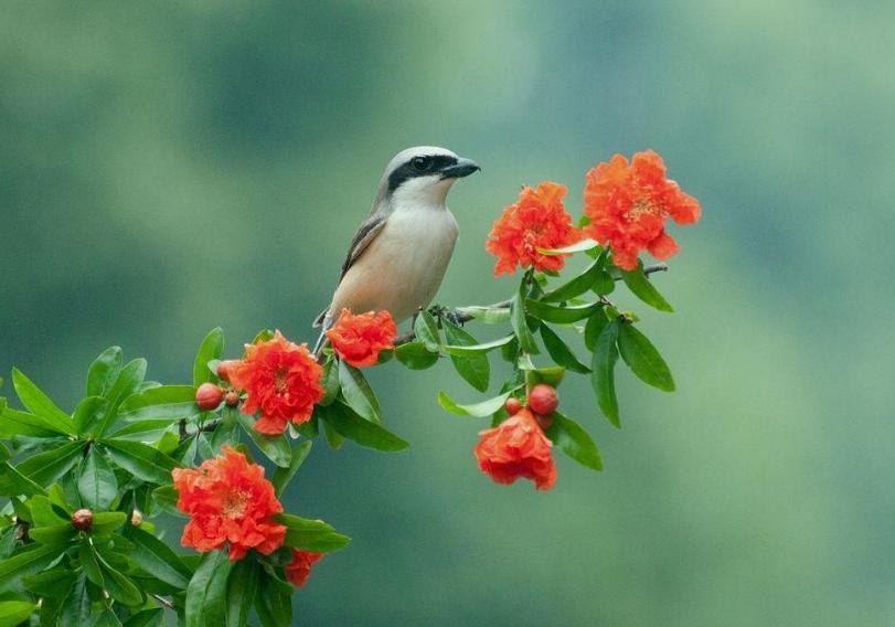 榴花诗词,榴花古诗赏析