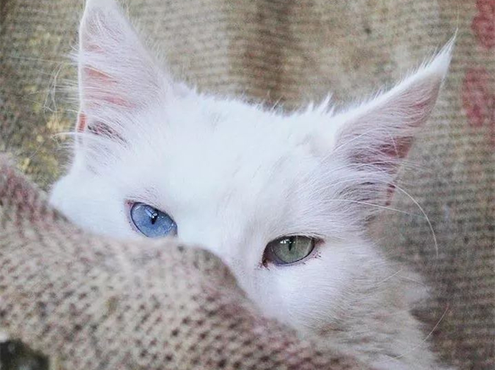 蓝眼白猫耳聋是什么原因,白猫蓝眼的猫咪都患病吗