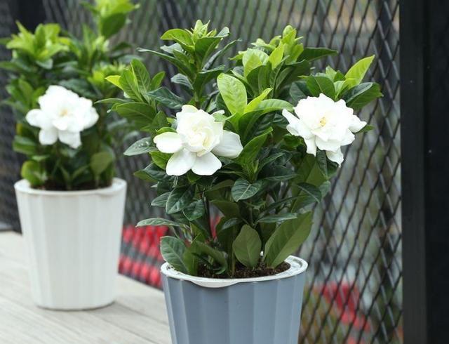 栀子花怎么养才会茂盛多开花快,怎么样使栀子花叶子油绿常开花