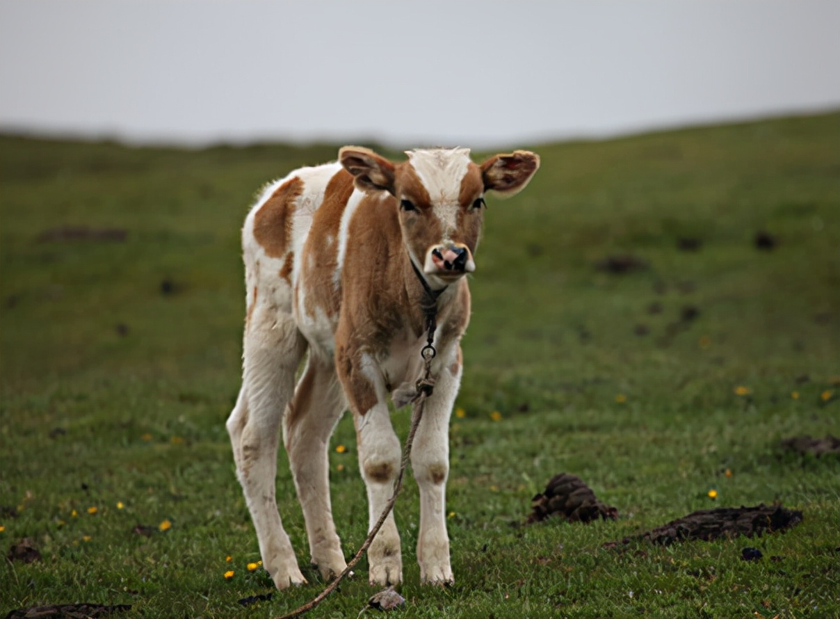 牛犊粪便正常拉沫咋回事,牛犊粪便带脓怎么治疗