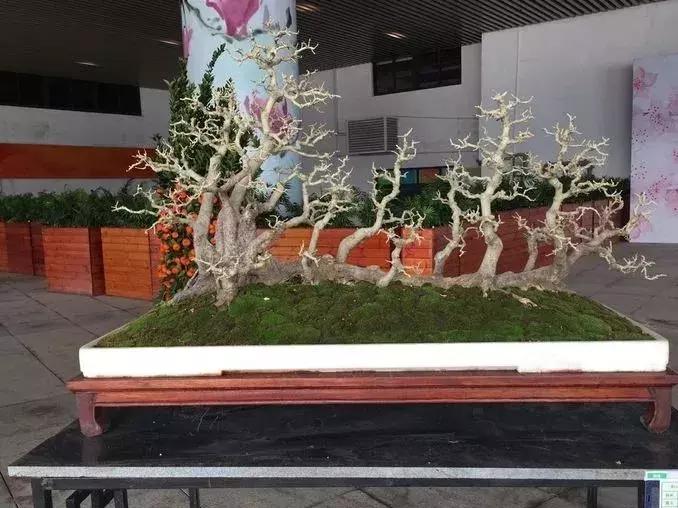 西北盆景树种100种,最值得收藏的六种盆景树种是哪种