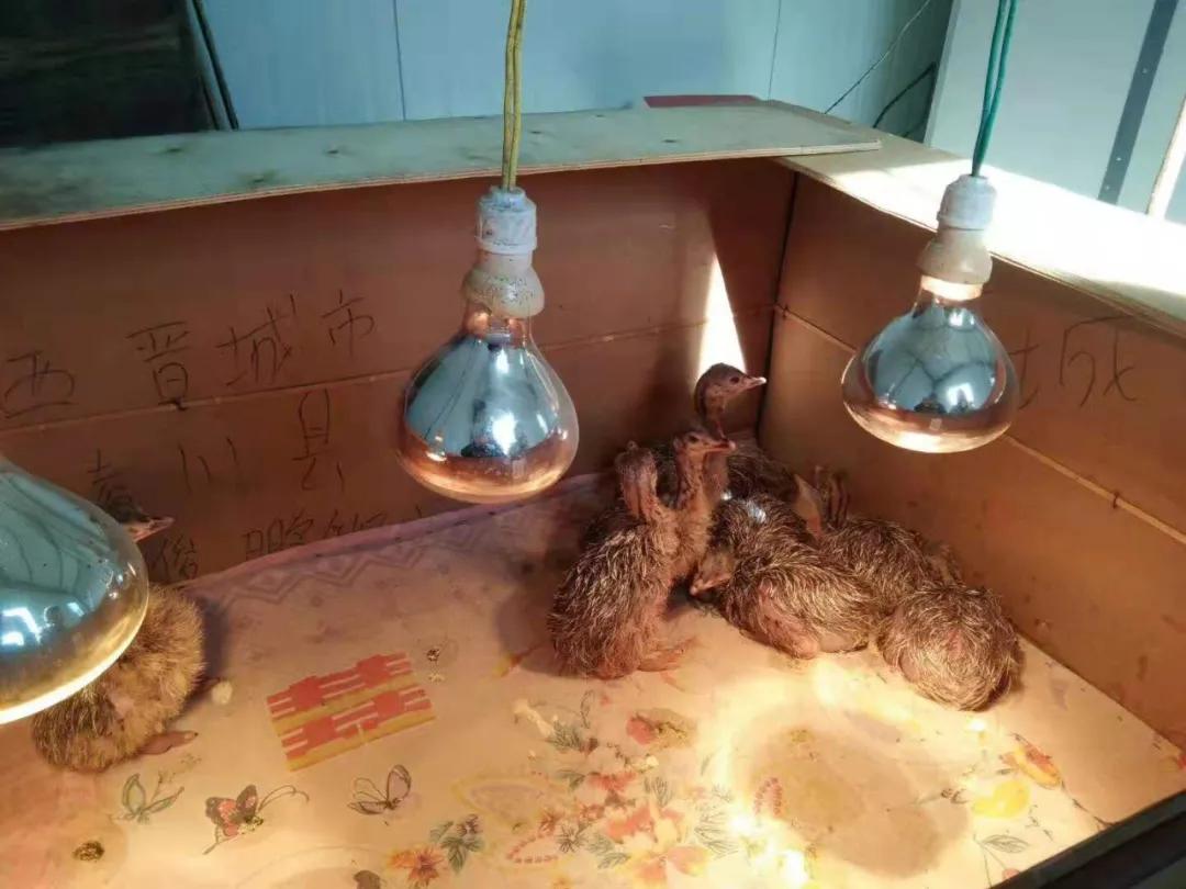 90后夫妻养殖致富,00后创业养殖鸵鸟