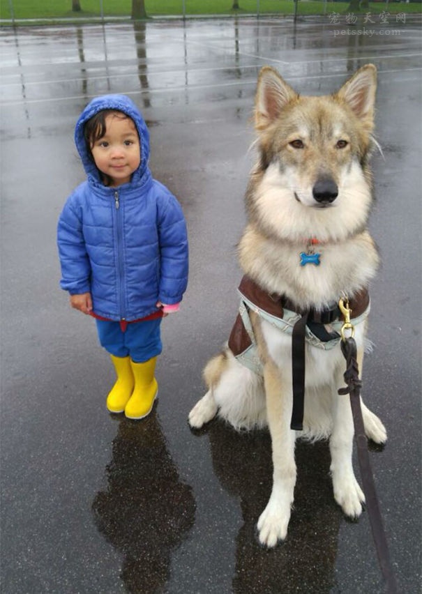 怀孕养宠危害大吗,标题为什么孕妇不建议养宠物呢