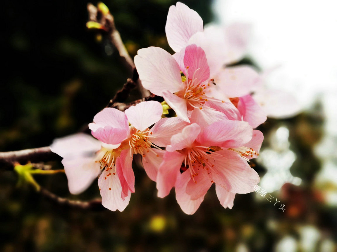 樱花开了公园里弥漫着花香,樱花开了姹紫嫣红