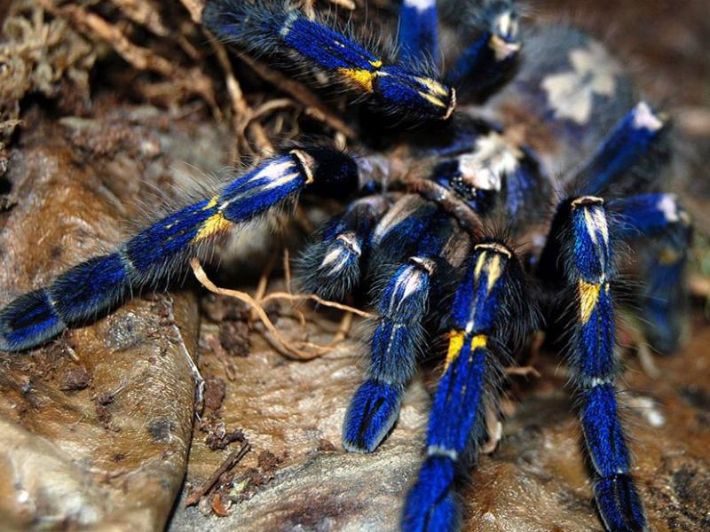 猫咪狗狗的养护,宠物猫和宠物蜘蛛一起养