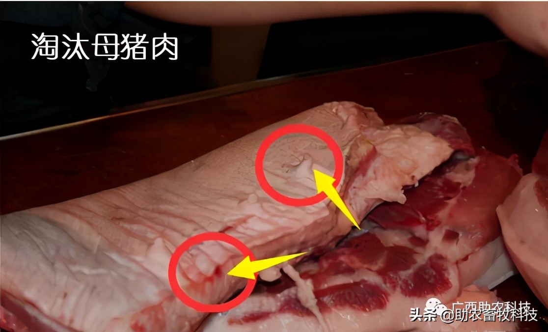 猪场感染非瘟几天消一次毒 (如果猪场出现非瘟还有生存希望吗)