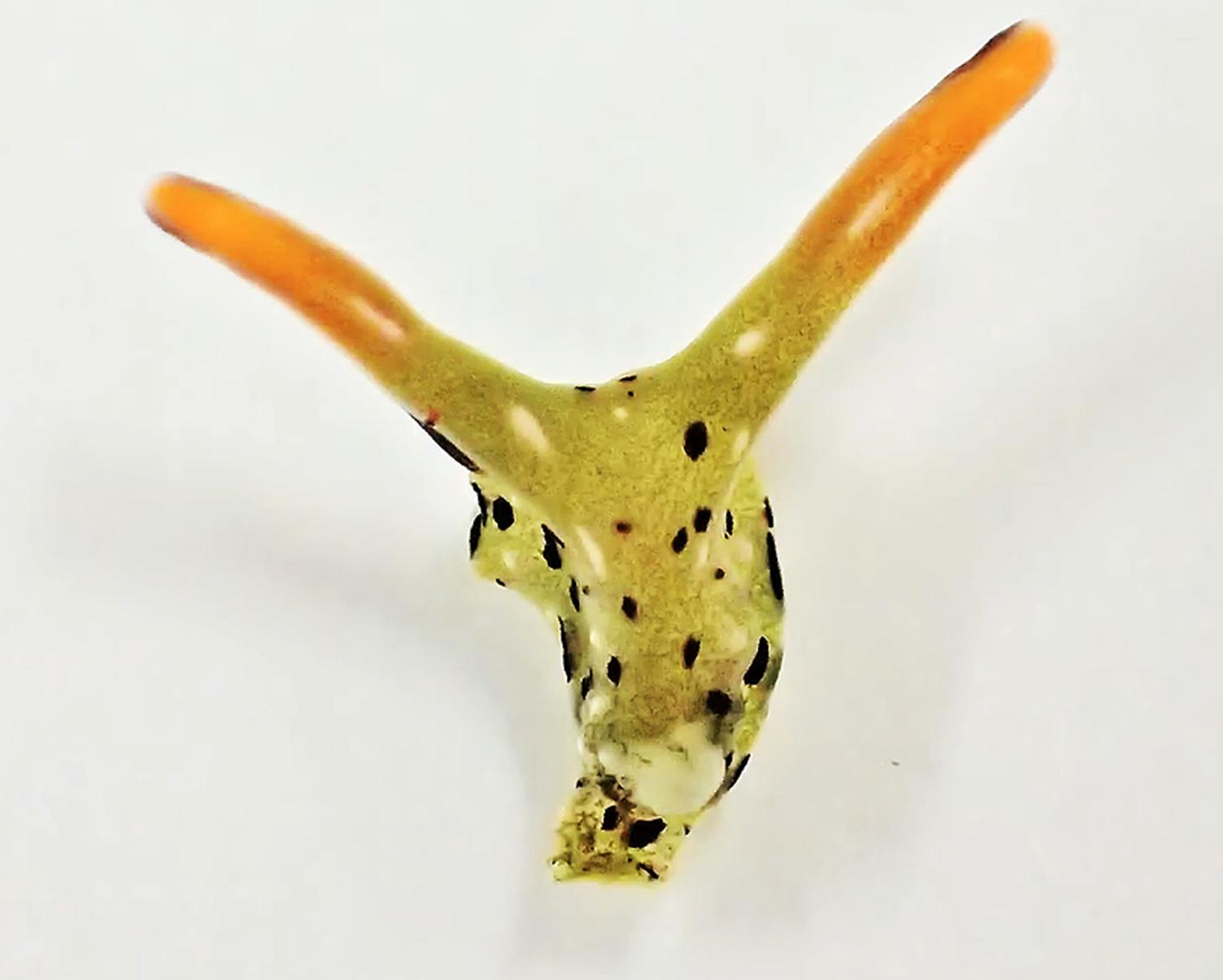 斩首之后是否还有意识,斩首后还可以保持意识吗