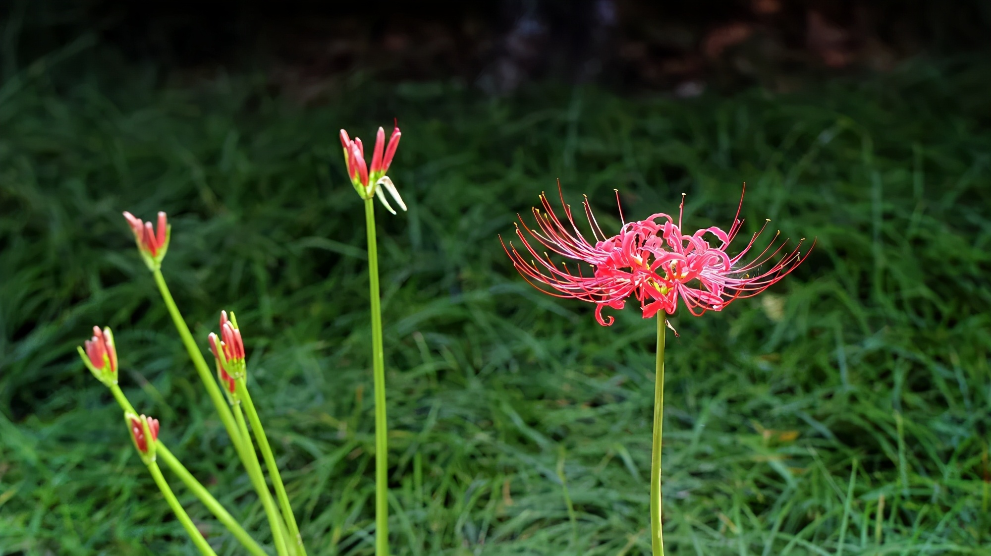 杭州西湖3天2晚自由行攻略,24小时杭州之旅