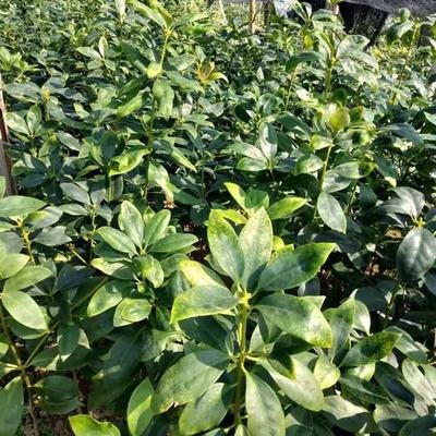 八角的香气是香料中最霸气的,八角和什么香料都具有芳香的气味