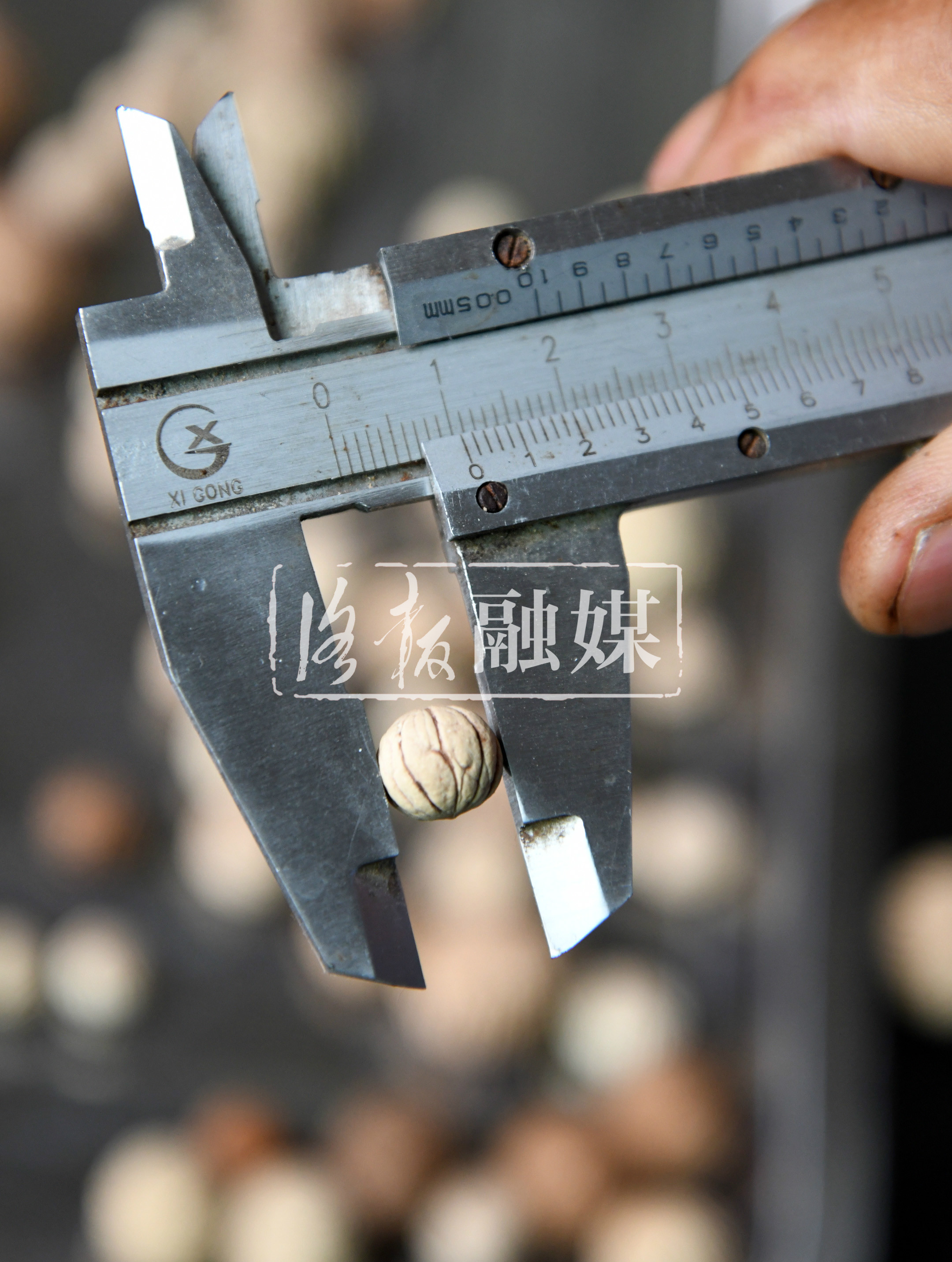 荒山变生态家园,荒山变果园野果成金果