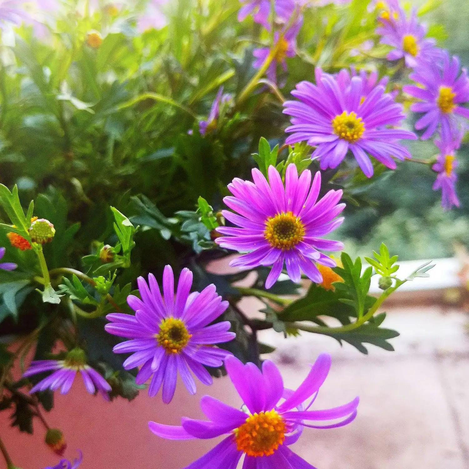 老年大妈相亲奇遇记,六十岁大妈相亲情感故事