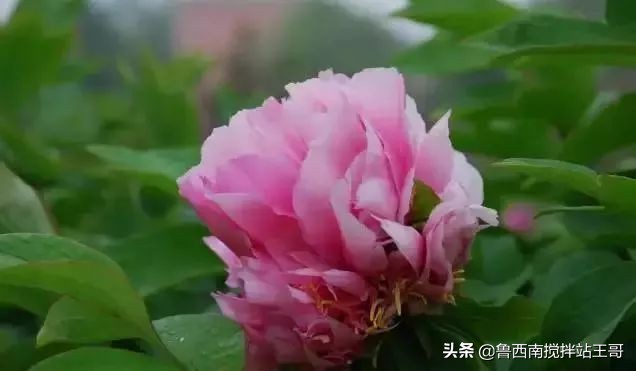 牡丹十大品种九大花系,牡丹进口品种图片及名称