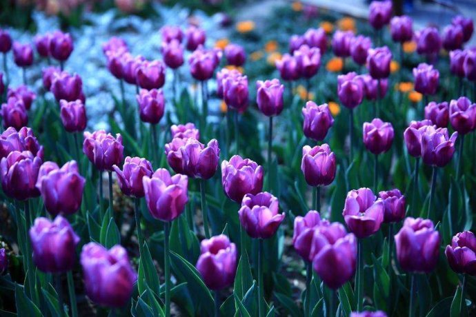 粉色郁金香花语象征与寓意是什么,粉色郁金香花语送女朋友