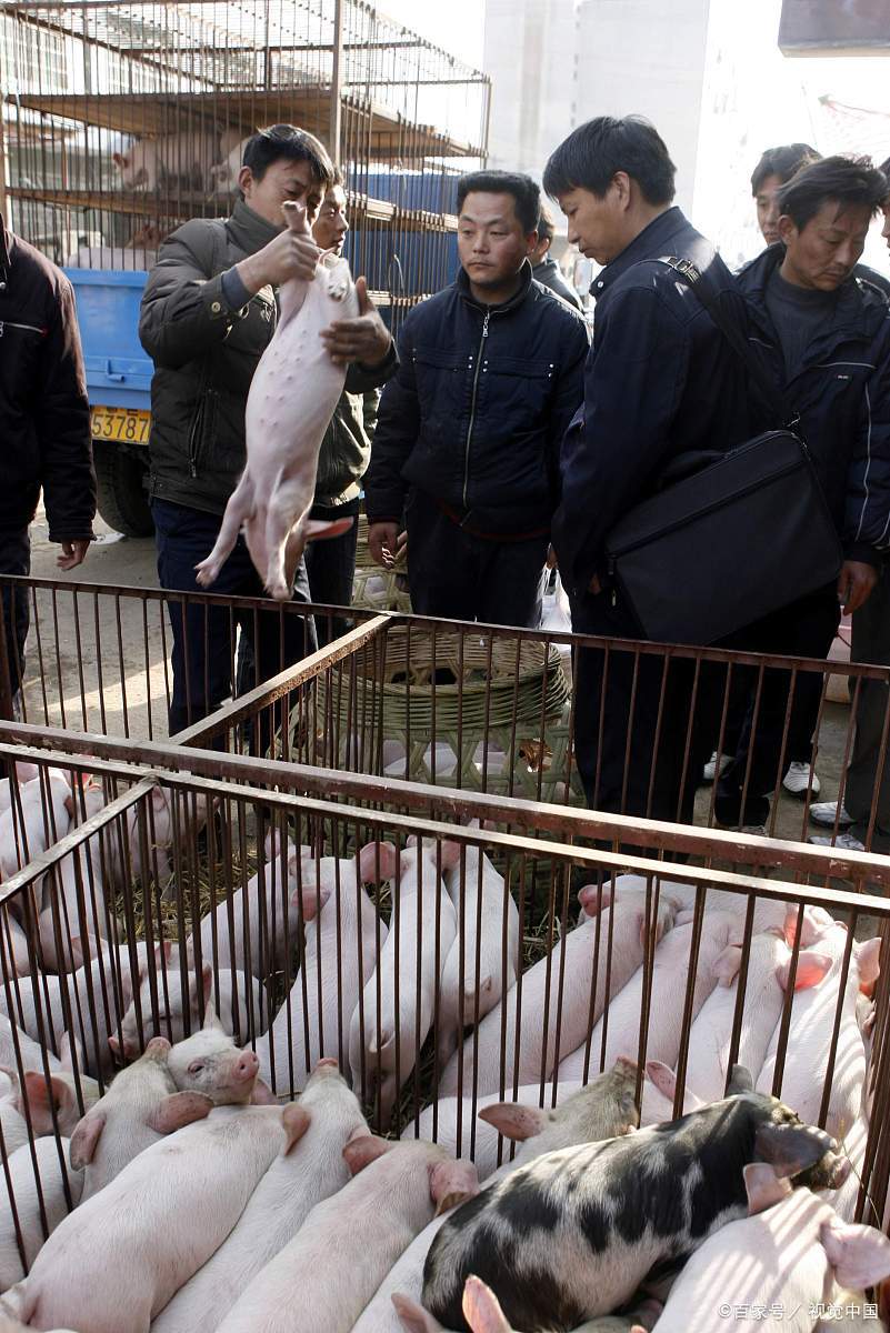 猪头颈歪斜怎么回事,猪头偏一边还甩耳朵怎么回事