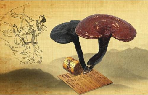 石斛陈皮灵芝老鸭汤,陈皮灵芝老鸭汤养生安神健脾祛湿