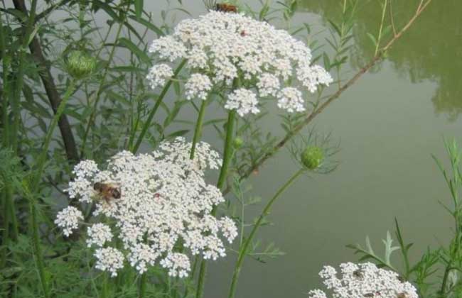大面积蛇床子的种植方法,蛇床子种植技术及亩效益