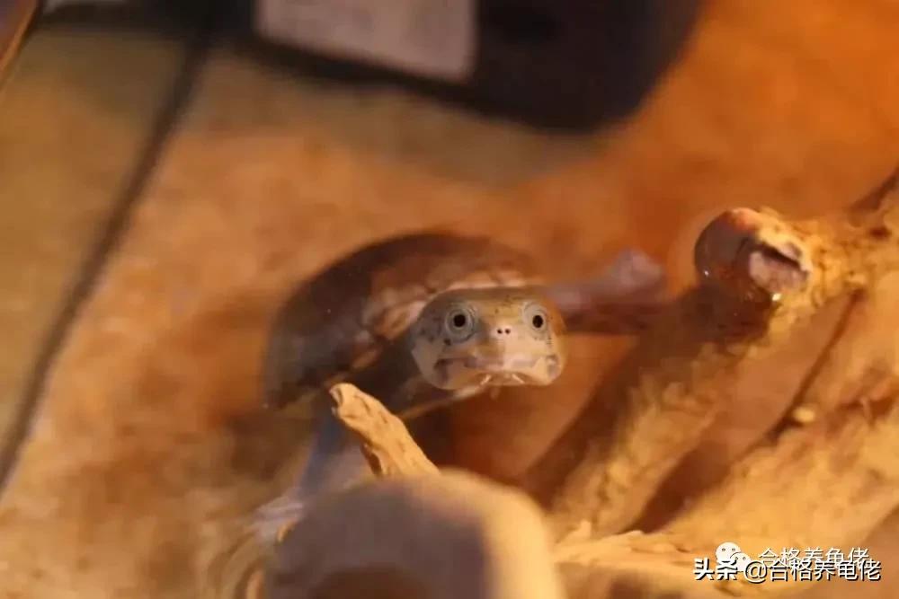 想要乌龟长得快加温到多少,安缘龟断尾有什么影响