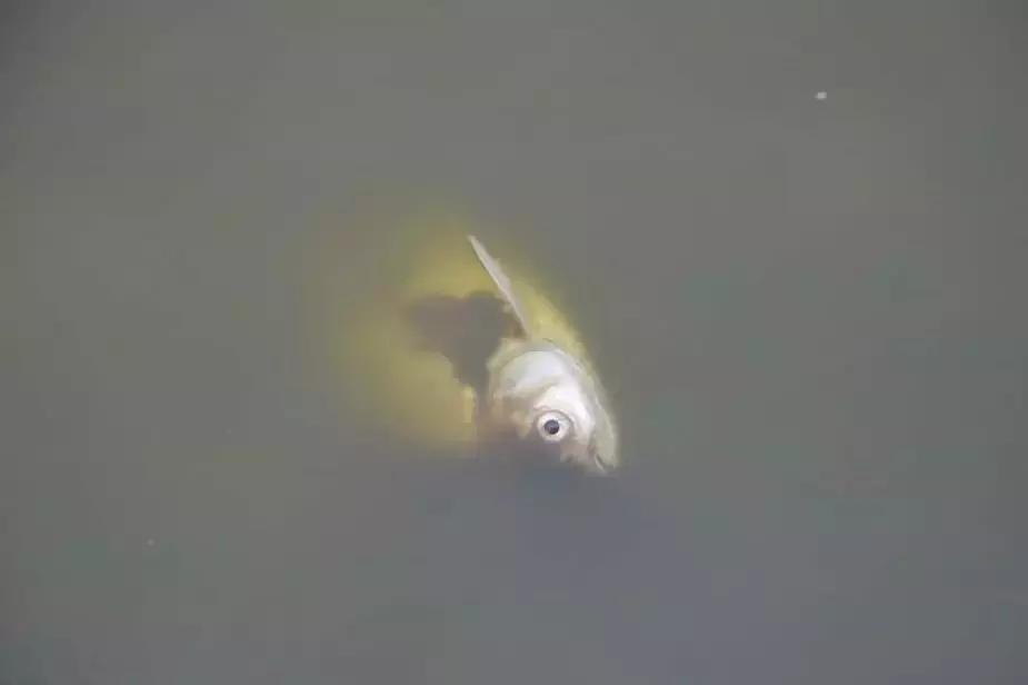 缅甸最高温突破47.2°C，仰光大金塔鱼池的鱼都被热死了