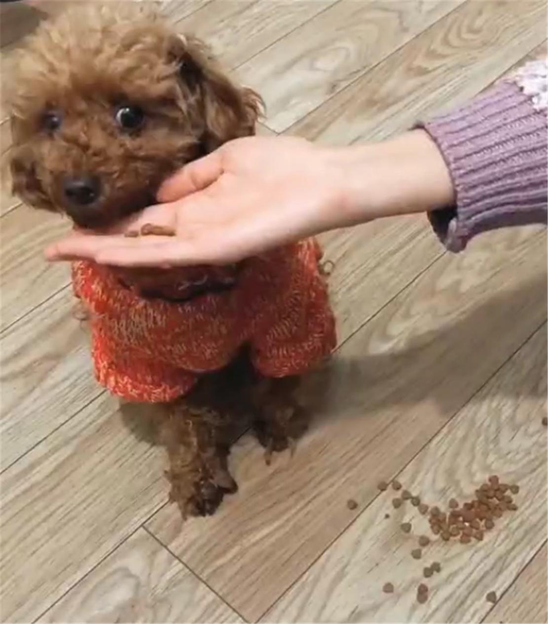 泰迪挑食不吃狗粮吃冻干肉零食,泰迪挑食不吃干狗粮怎么办