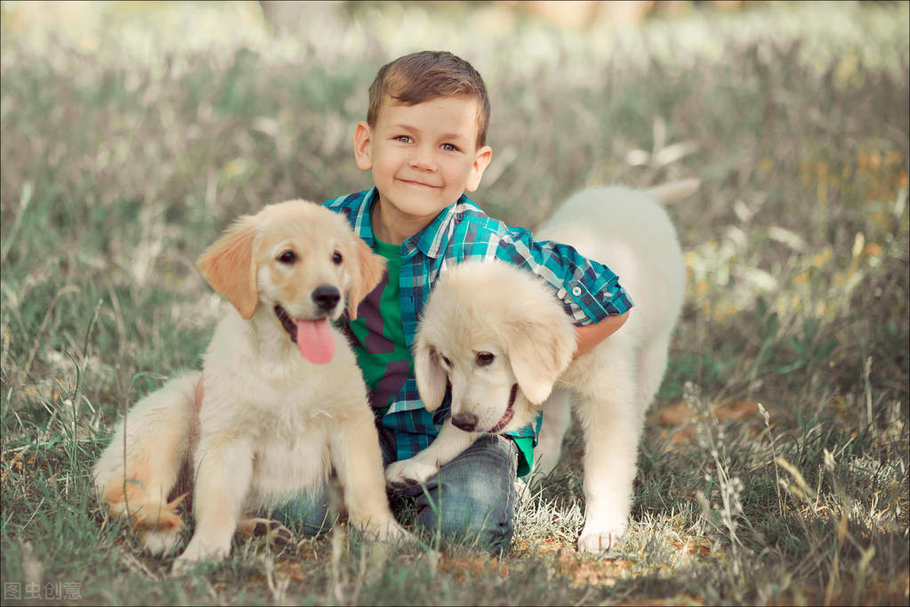 拉布拉多犬真的有尴尬期吗,拉布拉多犬尴尬期的变化