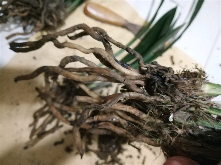 兰花成了东倒西歪的墙头草，学会这个技巧，枝叶挺拔长高高