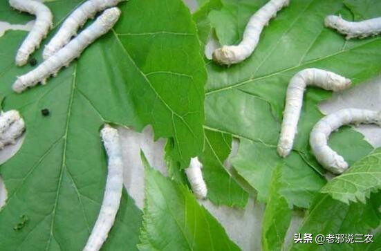 家蚕病了应急处理,怎么样才能让蚕的产量更高