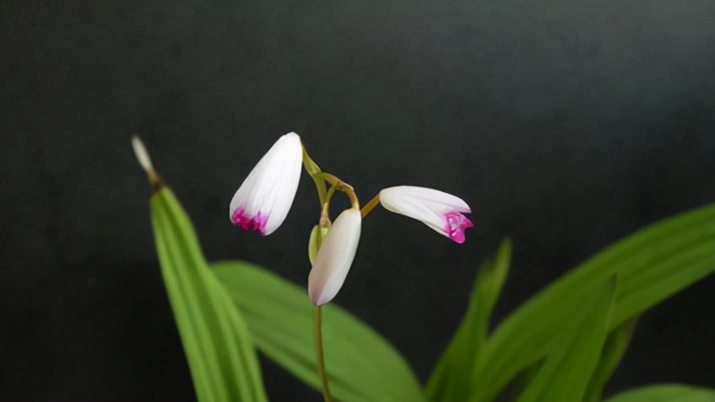 白芷与白芨中药区别是什么,白芨和白芷区别及图片