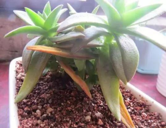 种下去2个礼拜的‘肉肉’，今天好奇扒开土一看，根部全霉了！