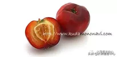 针叶樱桃不是樱桃,针叶樱桃与山樱桃一样吗