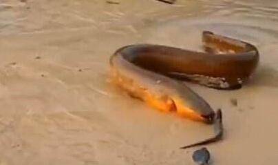 野外徒手抓巨型鳝鱼,广西人捕捉十多斤黄鳝