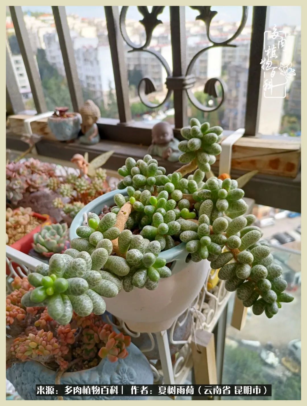 自从养了多肉有了窗台想要个阳台,养多肉10年多