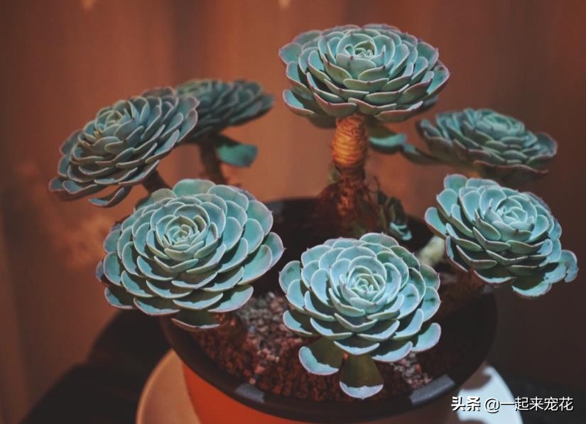 多肉玉蝶可以长多大,多肉玉蝶怕晒吗