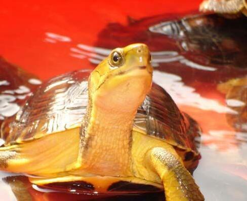 两栖龟陆龟海龟区别,陆地龟和陆龟是一个品种吗