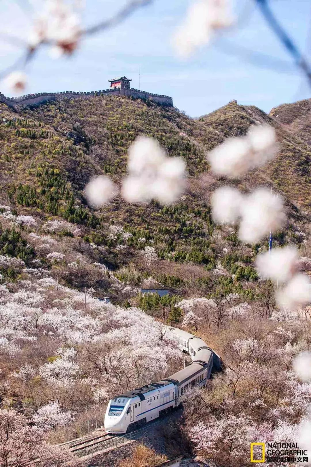 太美了开往春天的列车,这些开往春天的列车简直美呆了