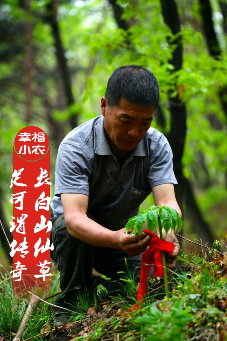 山参文化,野山参非遗