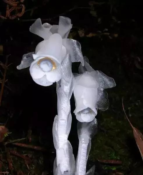 世界顶级奇花异卉,100种奇花异草图