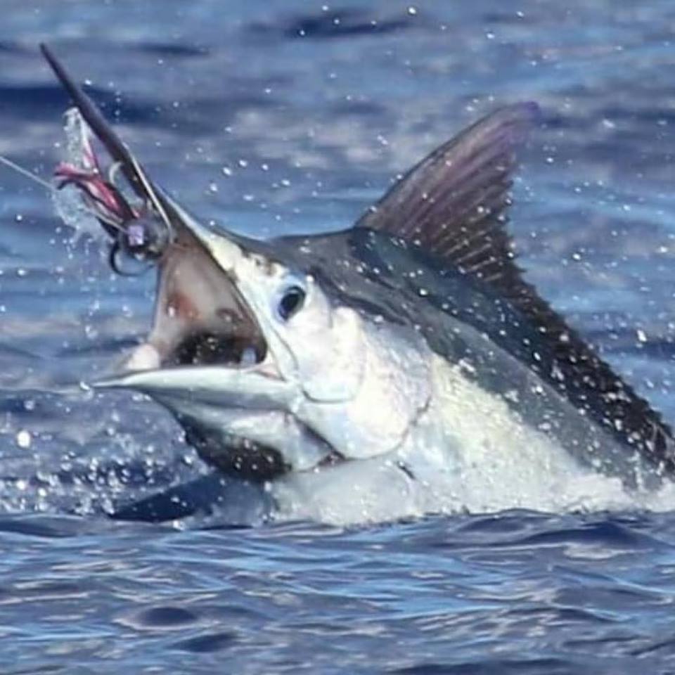 海钓超级刺激,海钓极限钓鱼