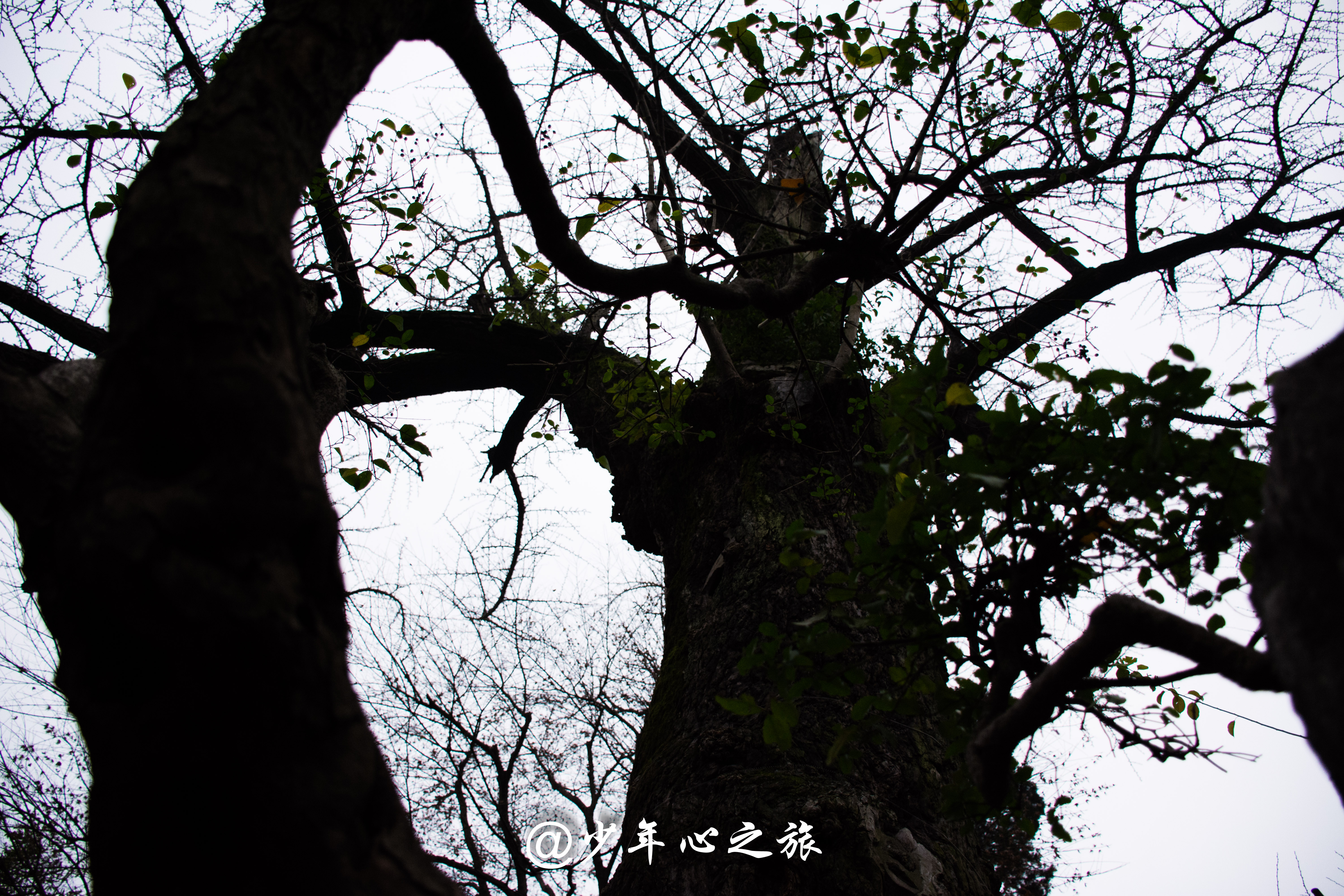 适合孩子逛的苏州园林,苏州好看的古园林