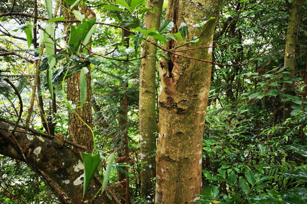杨梅很酸怎么样才能更甜,为什么野杨梅那么酸