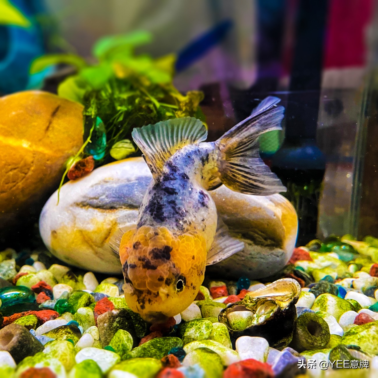 鱼眼睛白膜怎么治疗视频,鱼眼里面有白霉怎么治疗