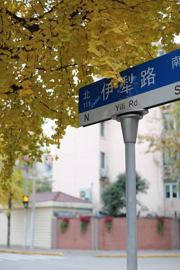 上海银杏叶打卡的地方,上海周边哪里有银杏叶