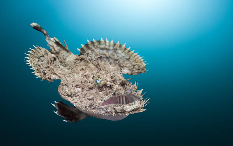 动物界奇葩生育,动物界奇葩组合