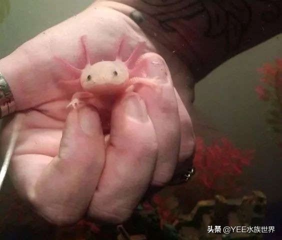 超萌六角龙,可爱萌宠六角龙