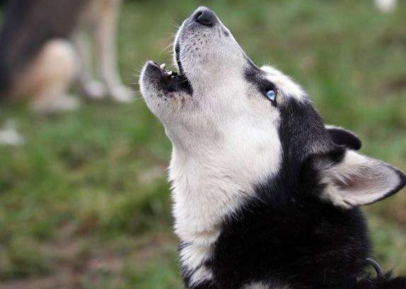 小狗10种吸引狗狗过来的叫声,狗狗叫声像狼嚎一样是怎么回事