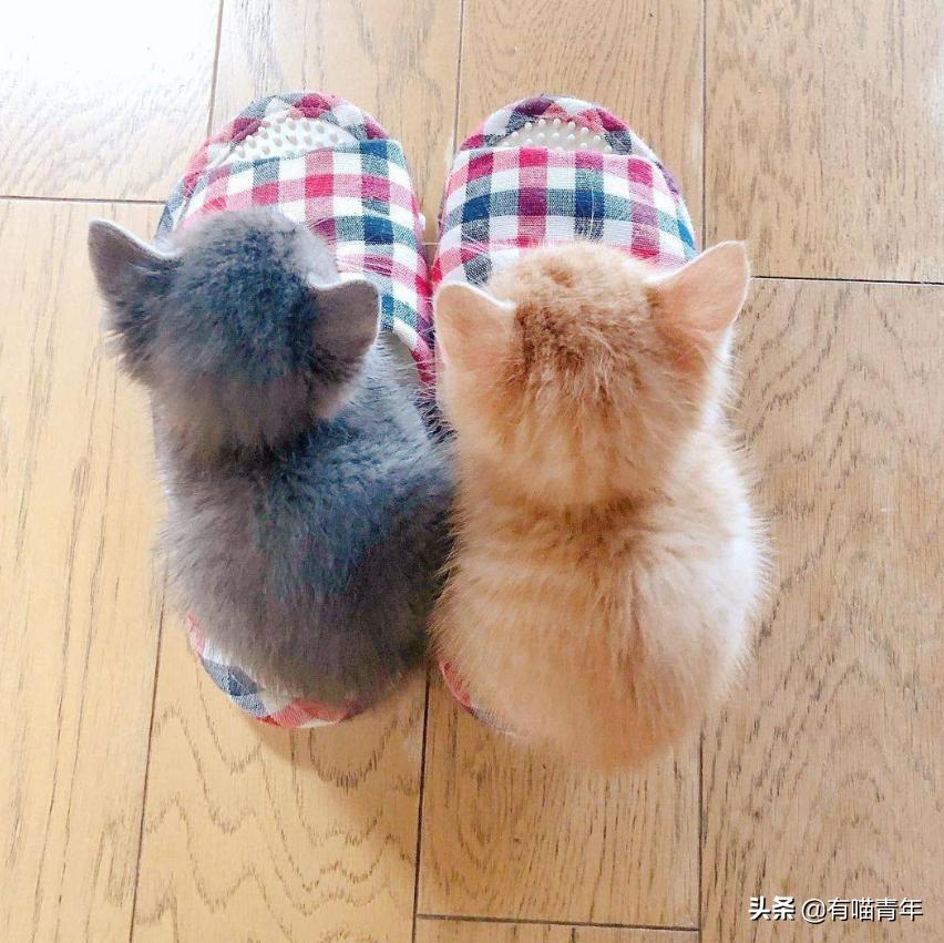 俄罗斯猫敢惹吗,俄罗斯猫有多凶猛