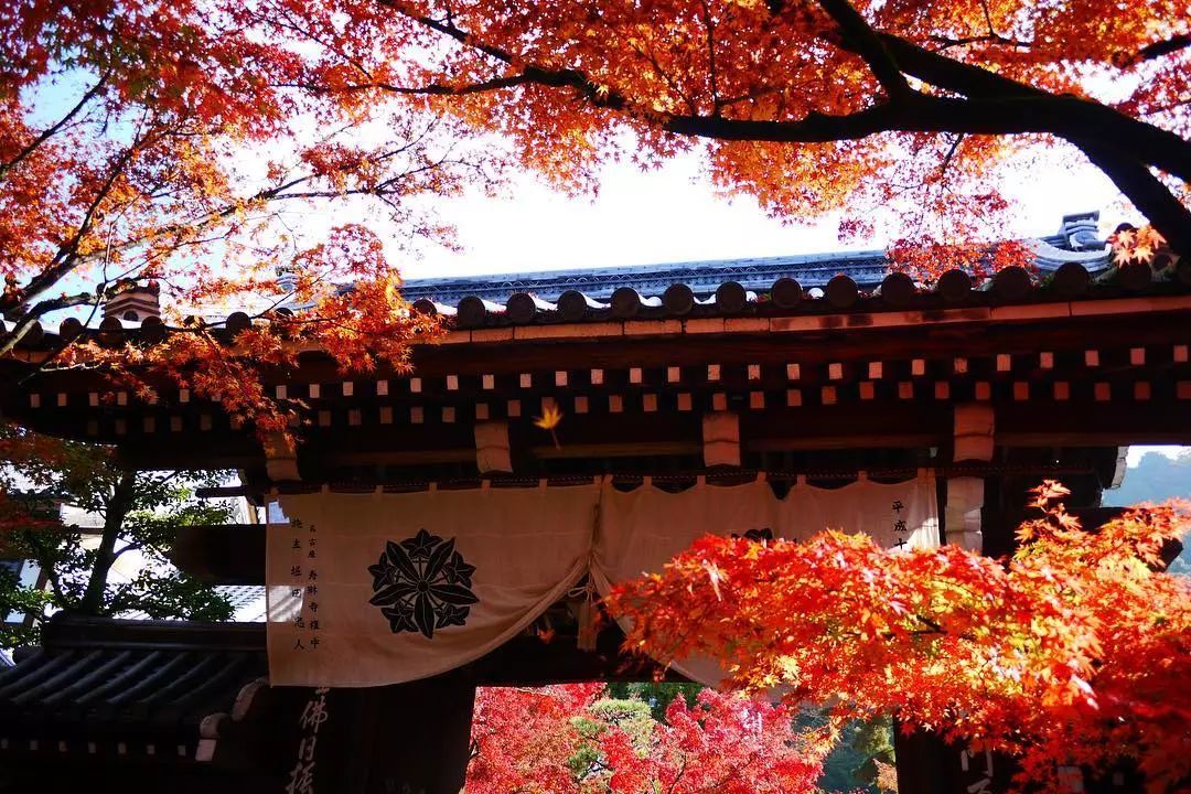 做个‘追枫少女’领略红叶之美！